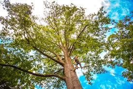 Best Tree Health Inspection  in Brownstown, IN