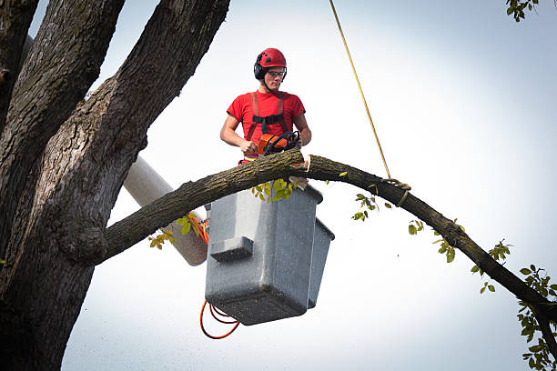 Best Fruit Tree Pruning  in Brownstown, IN