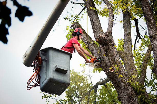 Best Leaf Removal  in Brownstown, IN