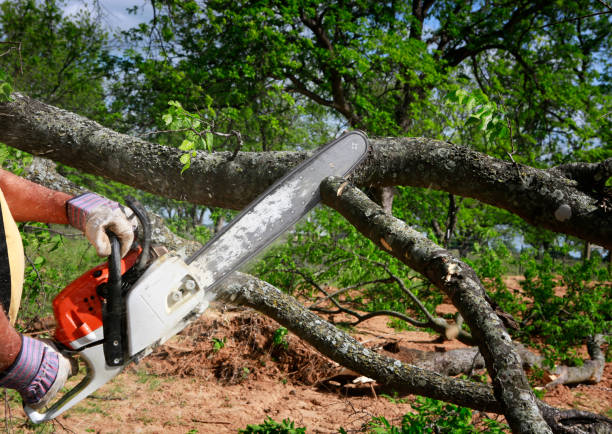 Best Tree Removal Service  in Brownstown, IN